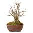 Acer buergerianum, 16 cm, ± 20 ans