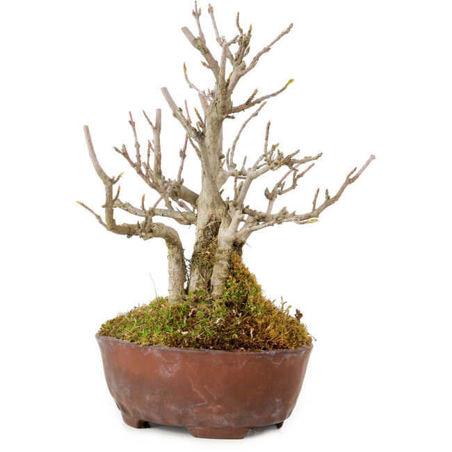 Acer buergerianum, 16 cm, ± 20 Jahre alt