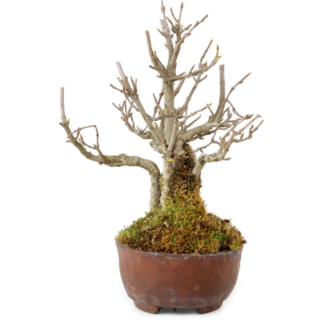 Acer buergerianum, 16 cm, ± 20 años