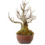 Acer buergerianum, 16 cm, ± 20 anni