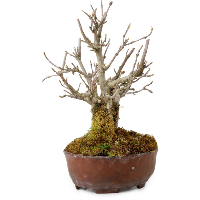 Acer buergerianum, 16 cm, ± 20 anni