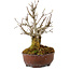 Acer buergerianum, 16 cm, ± 20 jaar oud