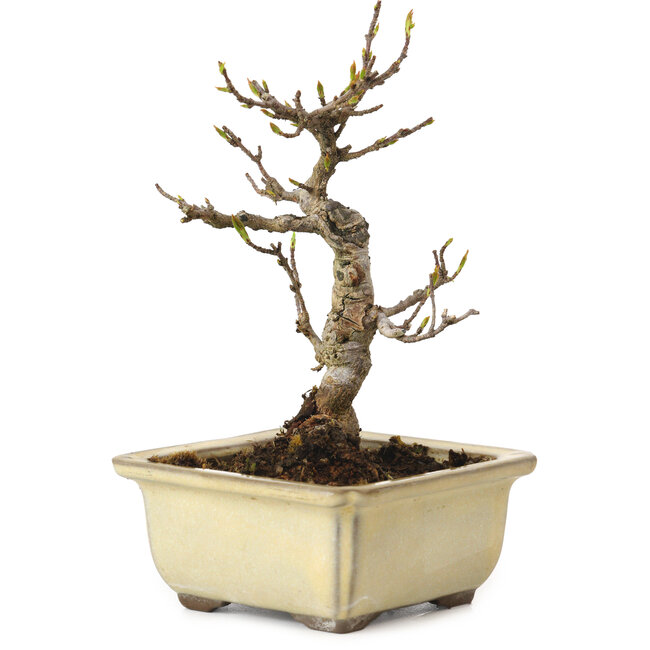 Acer buergerianum, 13 cm, ± 20 anni