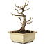 Acer buergerianum, 13 cm, ± 20 anni