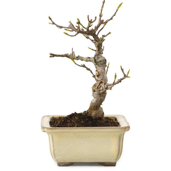 Acer buergerianum, 13 cm, ± 20 anni