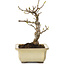 Acer buergerianum, 13 cm, ± 20 years old