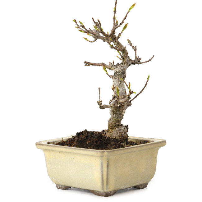 Acer buergerianum, 13 cm, ± 20 Jahre alt