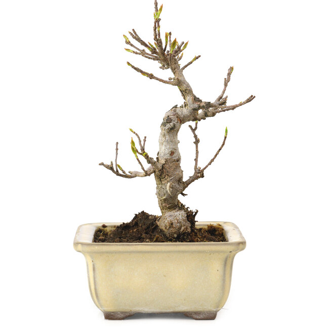 Acer buergerianum, 13 cm, ± 20 years old