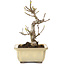 Acer buergerianum, 13 cm, ± 20 anni