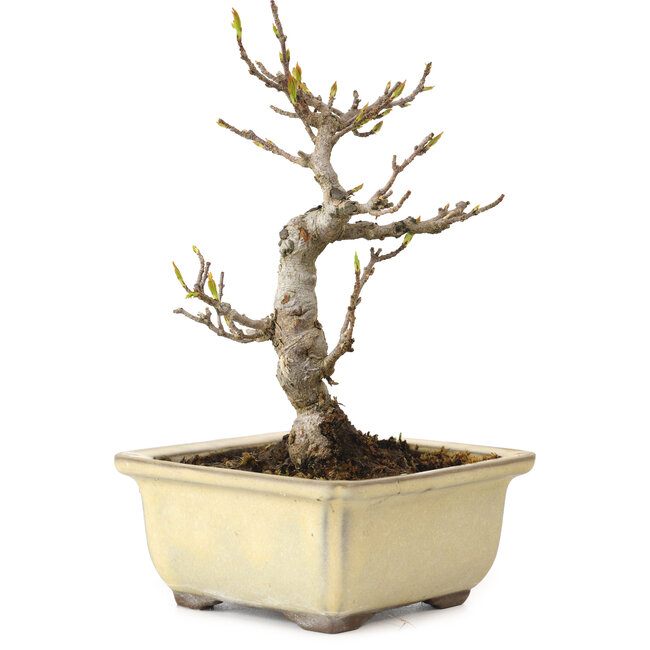 Acer buergerianum, 13 cm, ± 20 anni