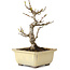 Acer buergerianum, 13 cm, ± 20 jaar oud