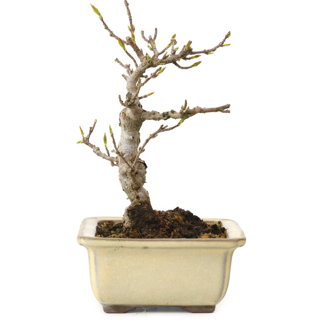 Acer buergerianum, 13 cm, ± 20 anni