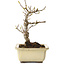 Acer buergerianum, 13 cm, ± 20 ans