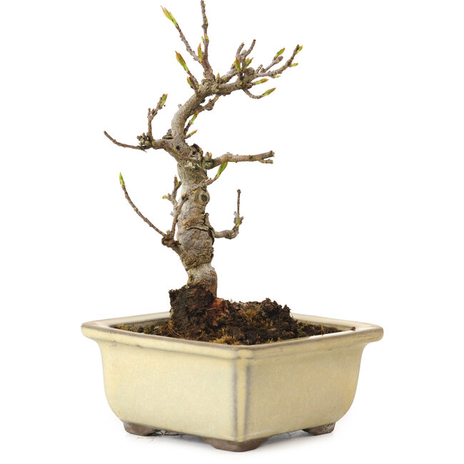Acer buergerianum, 13 cm, ± 20 years old