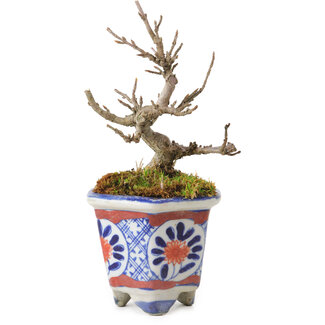 Acer buergerianum, 10 cm, ± 20 Jahre alt