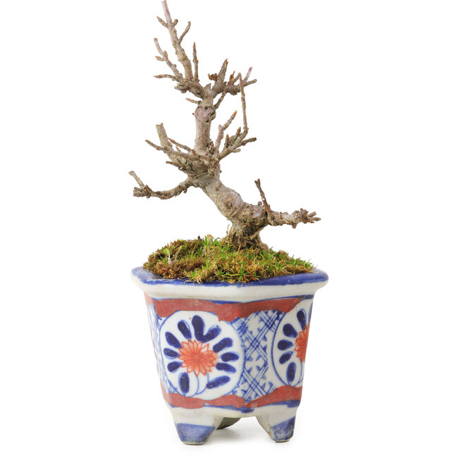 Acer buergerianum, 10 cm, ± 20 anni