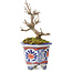 Acer buergerianum, 10 cm, ± 20 years old