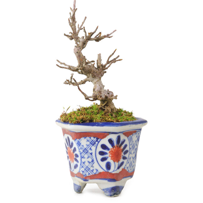 Acer buergerianum, 10 cm, ± 20 Jahre alt