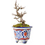 Acer buergerianum, 10 cm, ± 20 Jahre alt