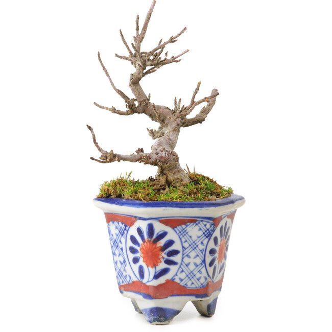 Acer buergerianum, 10 cm, ± 20 years old