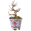 Acer buergerianum, 10 cm, ± 20 years old