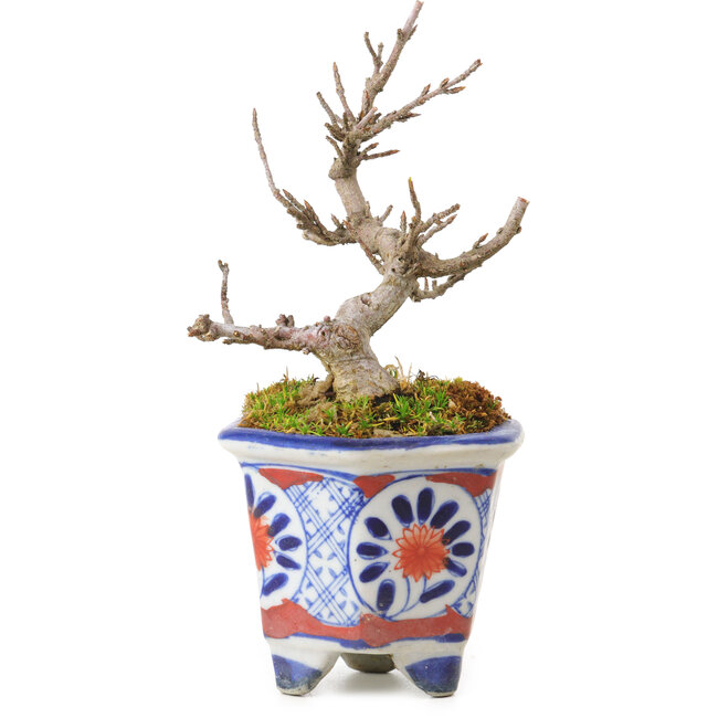 Acer buergerianum, 10 cm, ± 20 years old