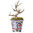 Acer buergerianum, 10 cm, ± 20 years old