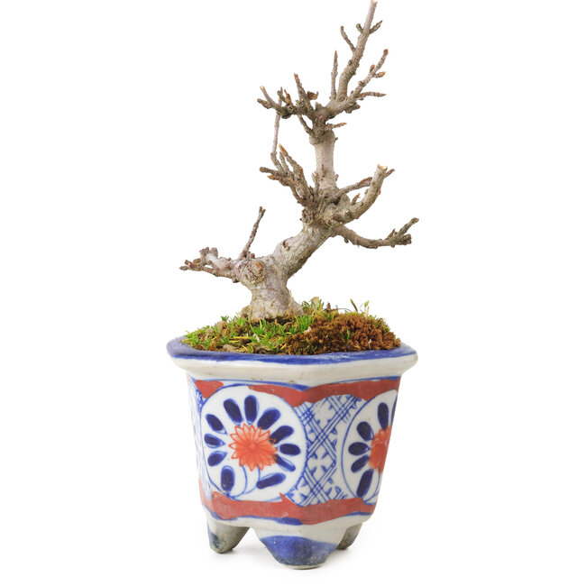 Acer buergerianum, 10 cm, ± 20 anni