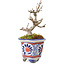 Acer buergerianum, 10 cm, ± 20 years old
