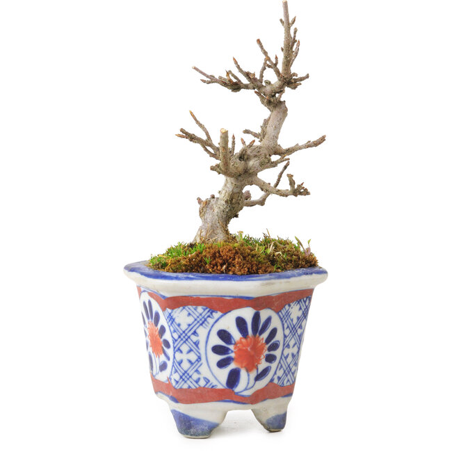 Acer buergerianum, 10 cm, ± 20 Jahre alt