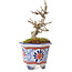 Acer buergerianum, 10 cm, ± 20 years old