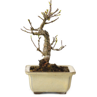 Acer buergerianum, 13 cm, ± 20 years old