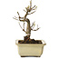 Acer buergerianum, 13 cm, ± 20 years old