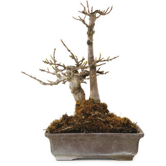 Acer buergerianum, 20 cm, ± 20 years old