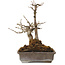Acer buergerianum, 20 cm, ± 20 years old