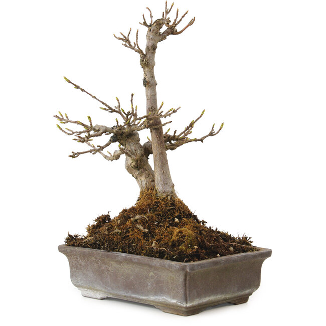 Acer buergerianum, 20 cm, ± 20 Jahre alt