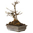 Acer buergerianum, 20 cm, ± 20 ans