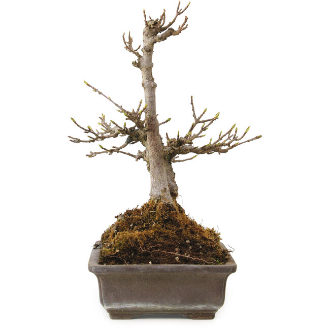 Acer buergerianum, 20 cm, ± 20 years old