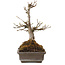 Acer buergerianum, 20 cm, ± 20 jaar oud