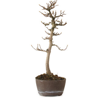 Acer buergerianum, 23 cm, ± 20 ans