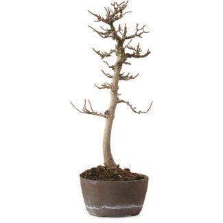 Acer buergerianum, 23 cm, ± 20 years old
