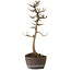 Acer buergerianum, 23 cm, ± 20 years old