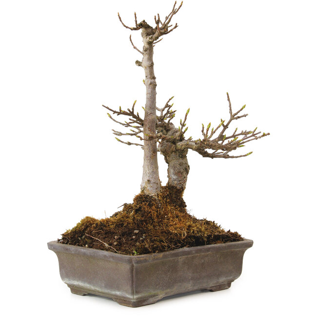 Acer buergerianum, 20 cm, ± 20 anni