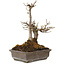 Acer buergerianum, 20 cm, ± 20 anni
