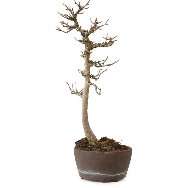 Acer buergerianum, 23 cm, ± 20 years old