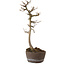 Acer buergerianum, 23 cm, ± 20 Jahre alt