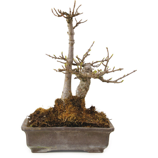 Acer buergerianum, 20 cm, ± 20 years old