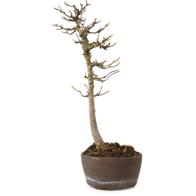Acer buergerianum, 23 cm, ± 20 anni