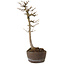 Acer buergerianum, 23 cm, ± 20 years old