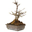 Acer buergerianum, 20 cm, ± 20 years old